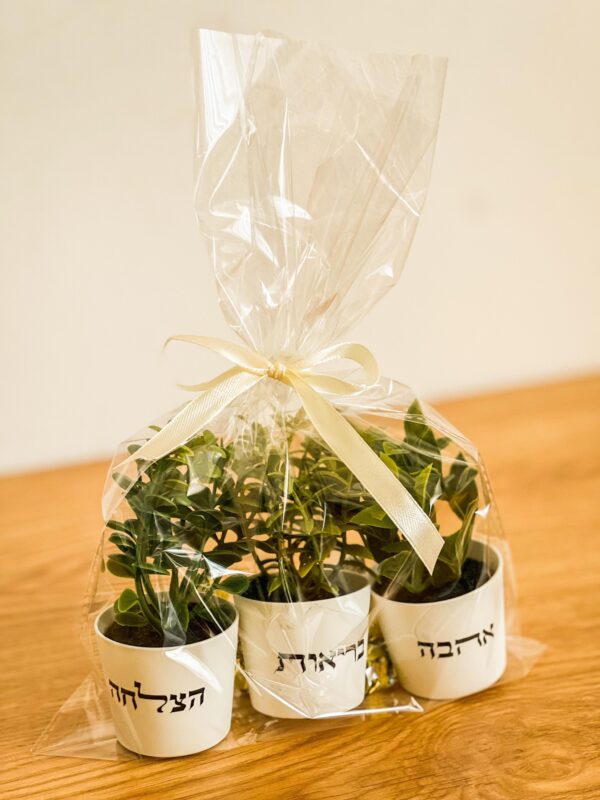 ⁦מארז עציצים ואיחולים⁩ – תמונה ⁦3⁩